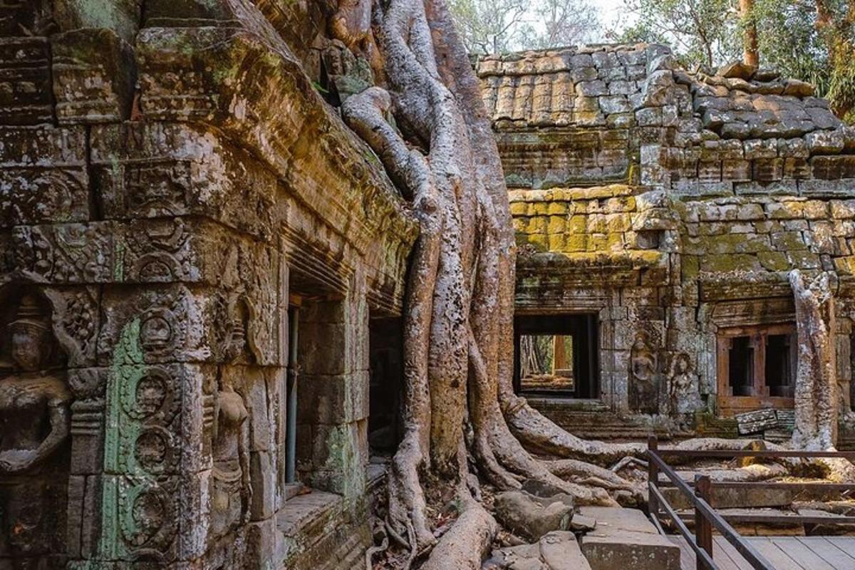 un árbol que crece al costado de un edificio