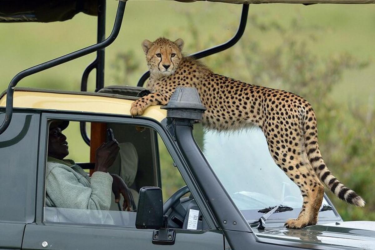 a cheetah standing on the roof of a car