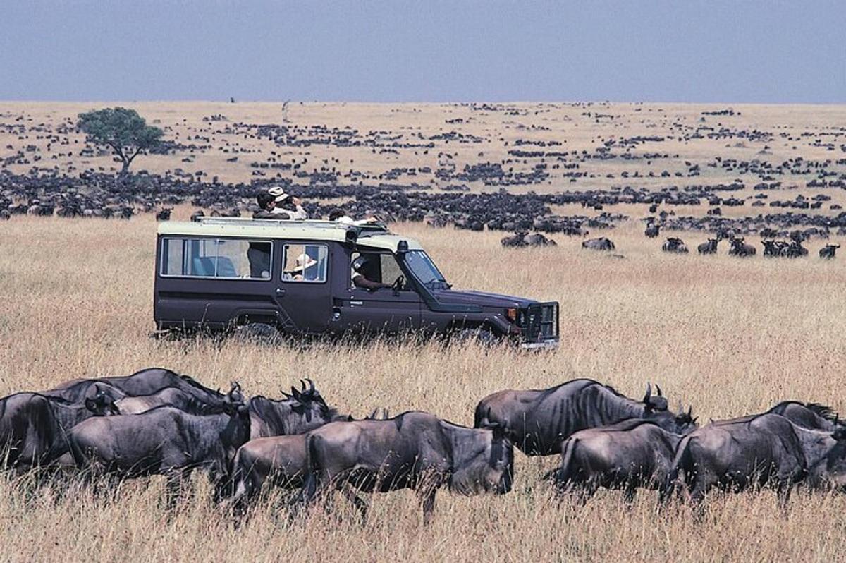 a van in a field with a herd of animals