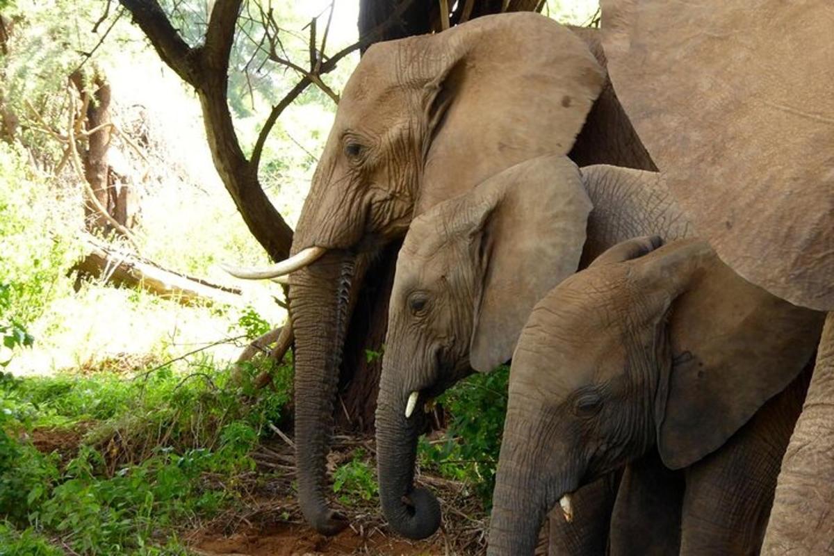 two adult elephants standing next to a baby elephant