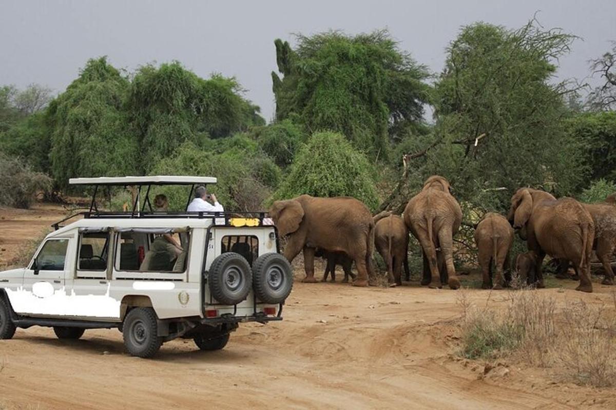 a jeep driving on a dirt road with a herd of elephants