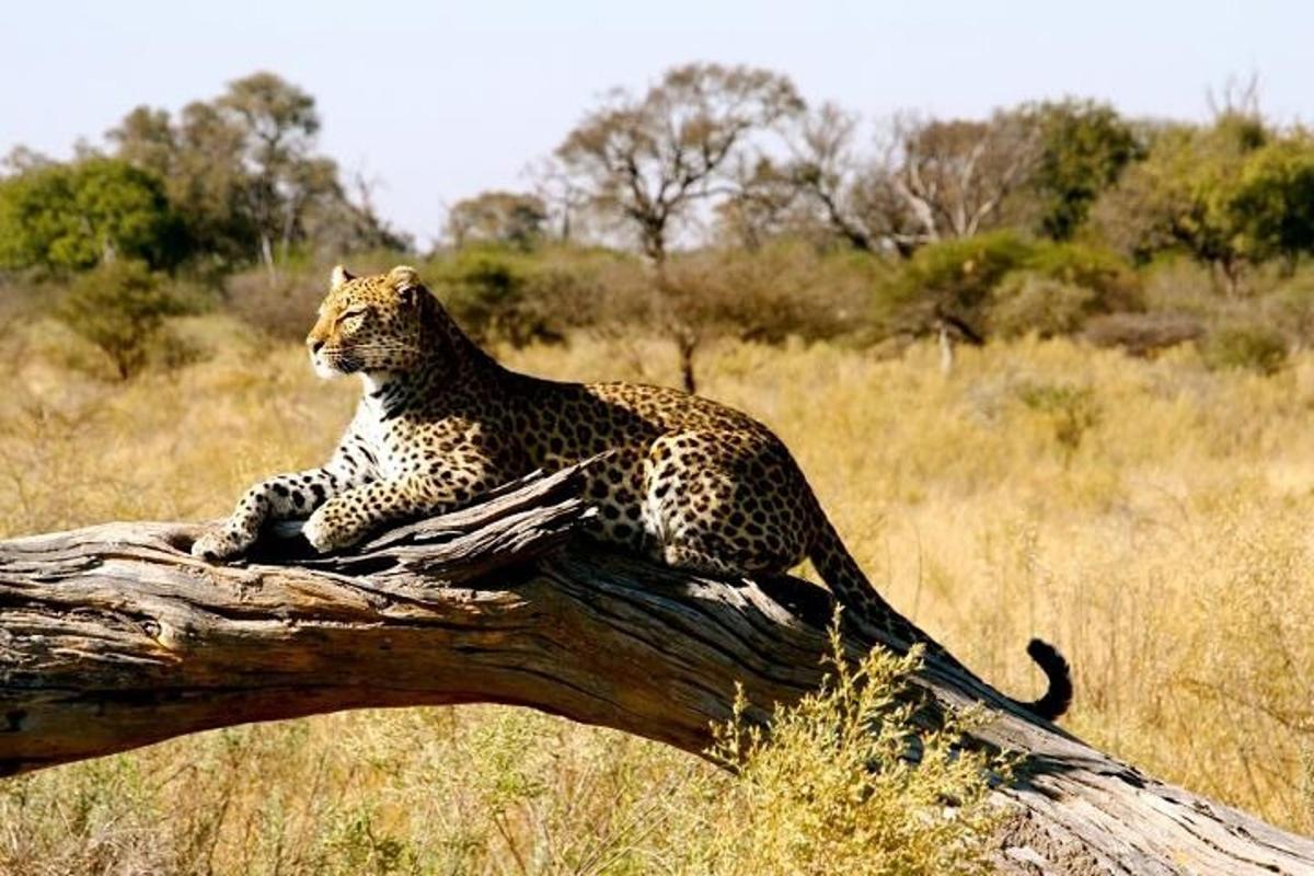 a leopard sitting on top of a tree branch