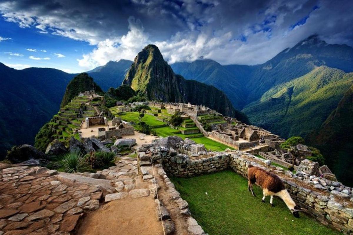 a cow standing on top of a mountain