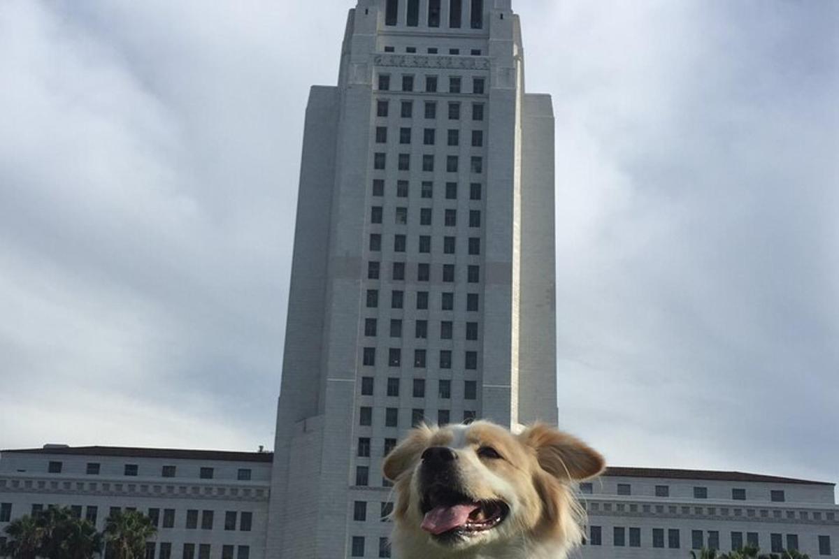 un cane in piedi davanti a un edificio alto