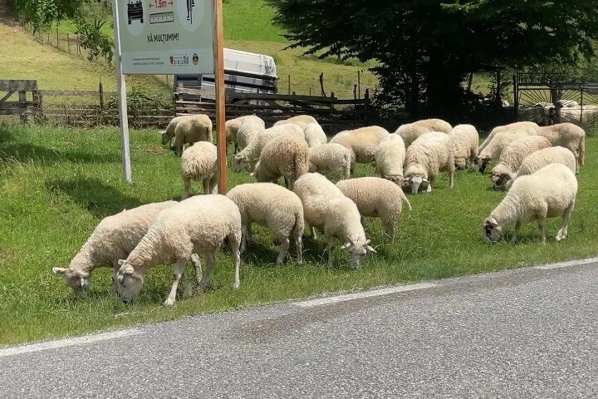 stádo ovcí pasoucích se na kraji silnice