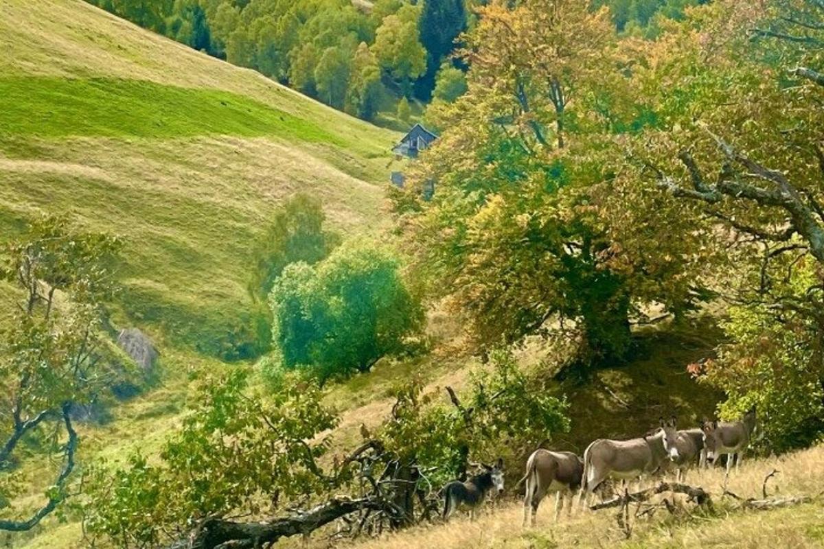 čreda živali, ki hodi po travnatem hribu
