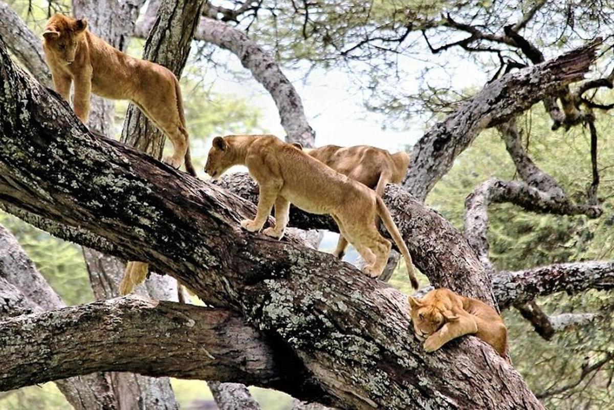 un gruppo di leoni in piedi in cima agli alberi