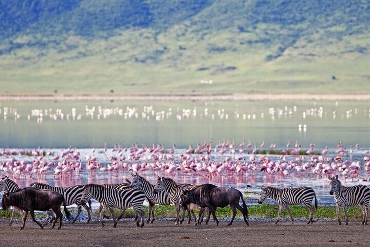una mandria di zebre e fenicotteri nell'acqua