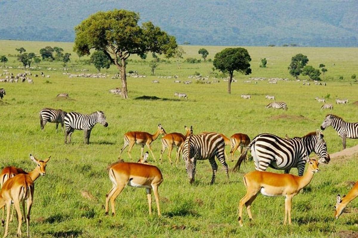 una mandria di zebre e altri animali in un campo