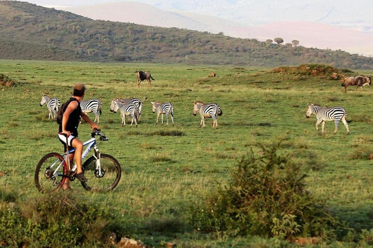 Ein Mann fährt mit dem Fahrrad durch ein Feld mit einer Herde Zebras