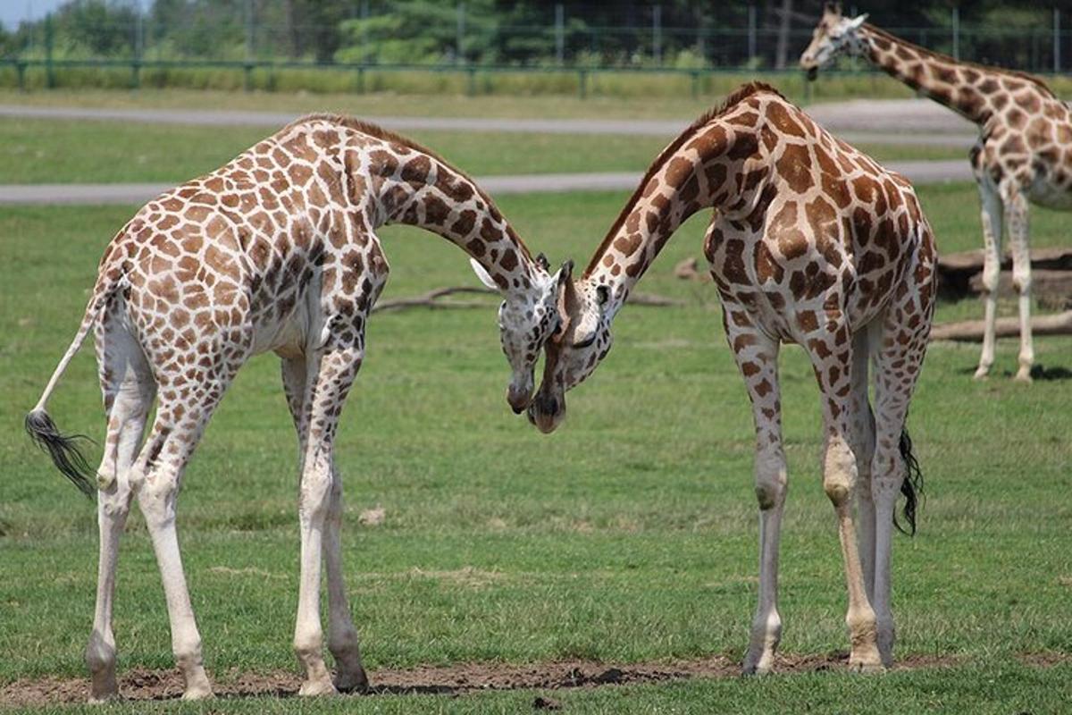 tre giraffe sono in piedi in un campo erboso