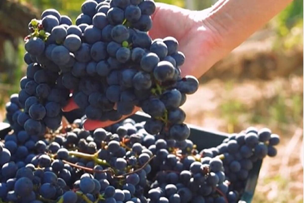 una persona sostiene un racimo de uvas