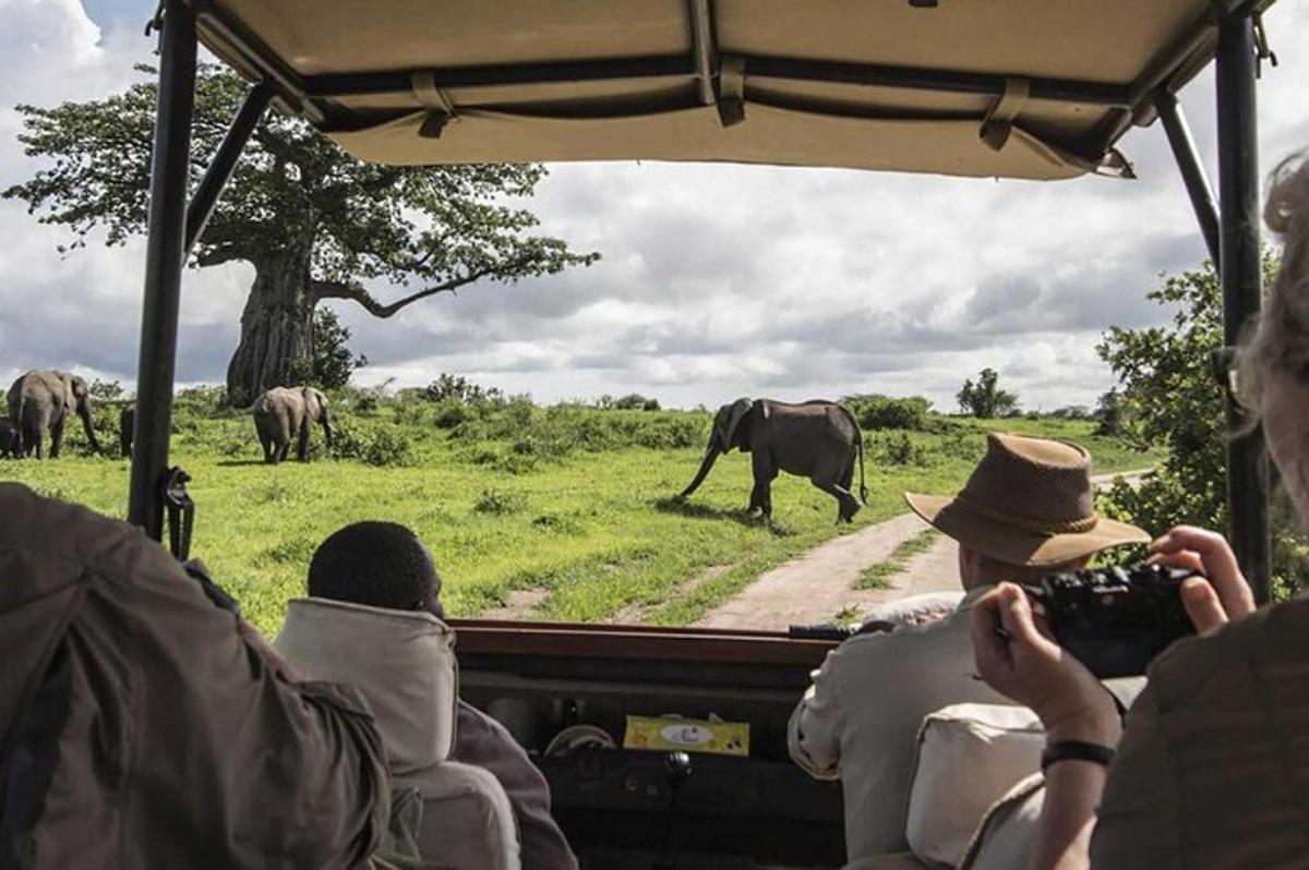 Un grupo de personas tomando fotografías de un elefante desde un vehículo.