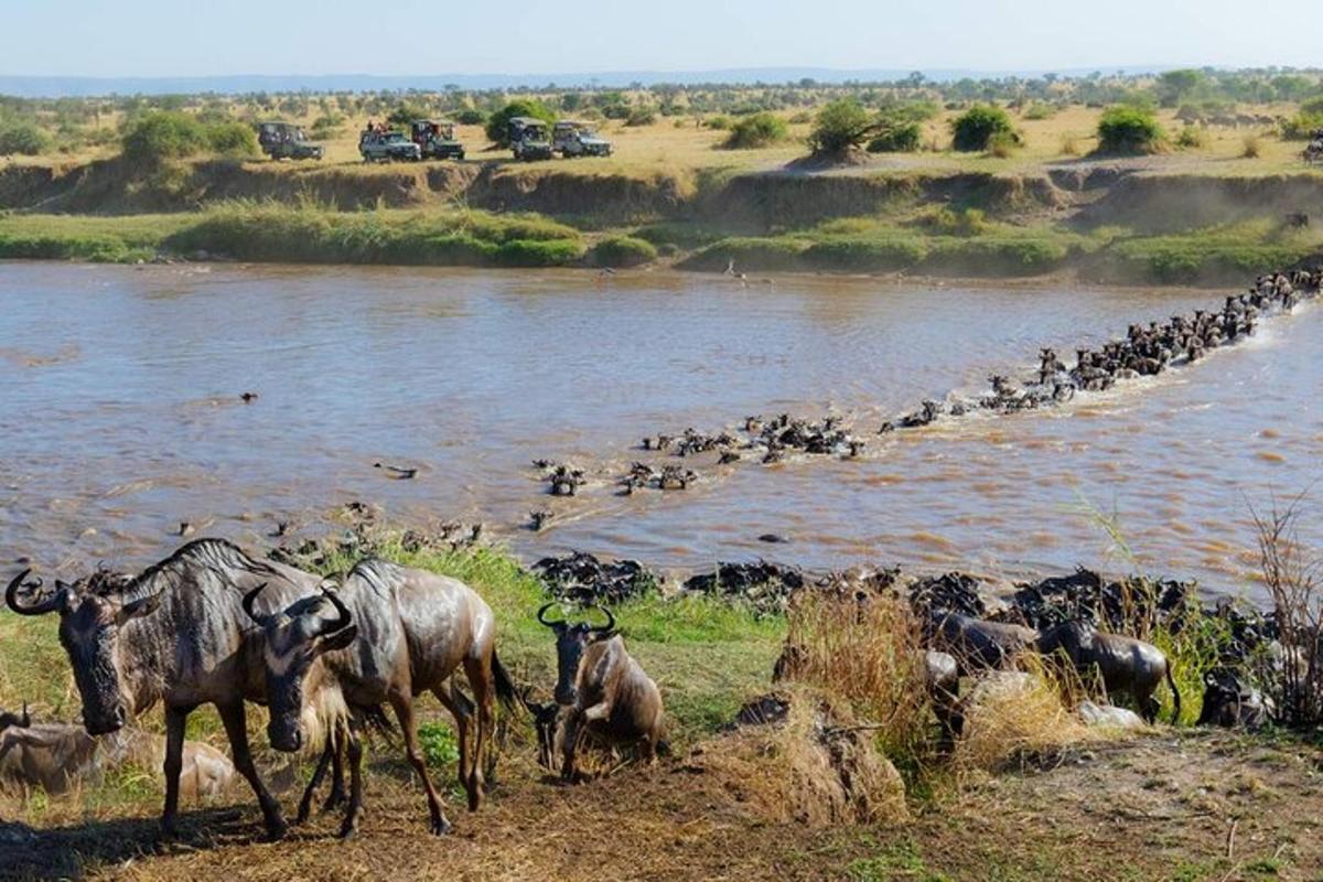 una mandria di animali in piedi accanto a un fiume