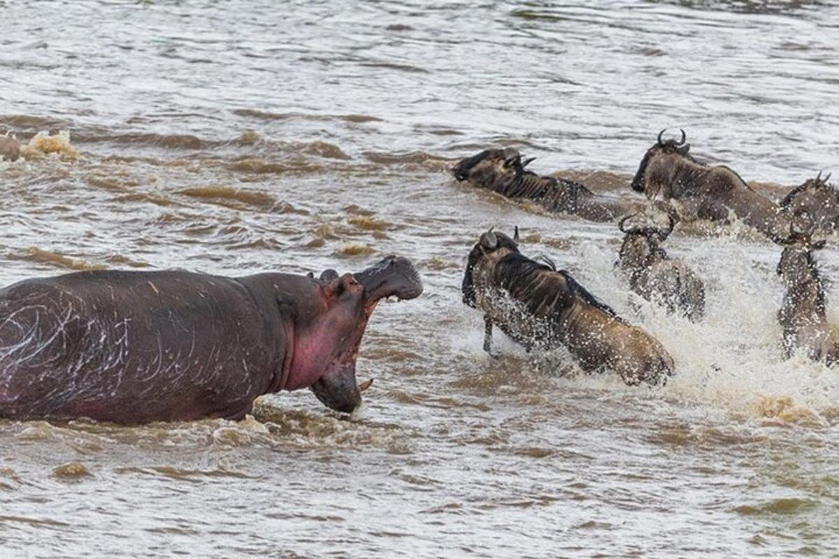 a group of animals running in the water