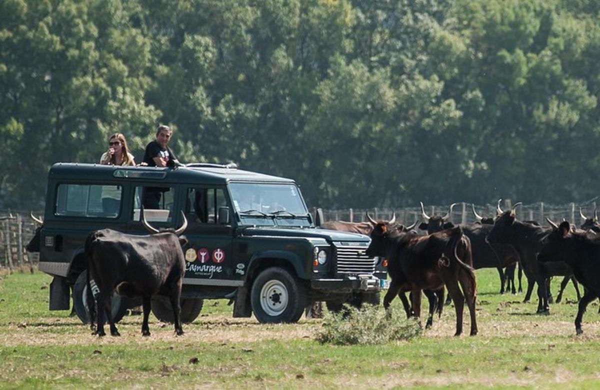 un uomo e una donna in un camion con una mandria di bovini