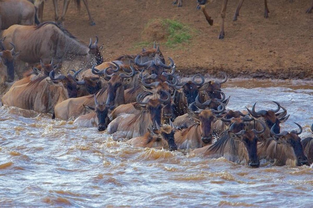 a herd of animals walking through the water
