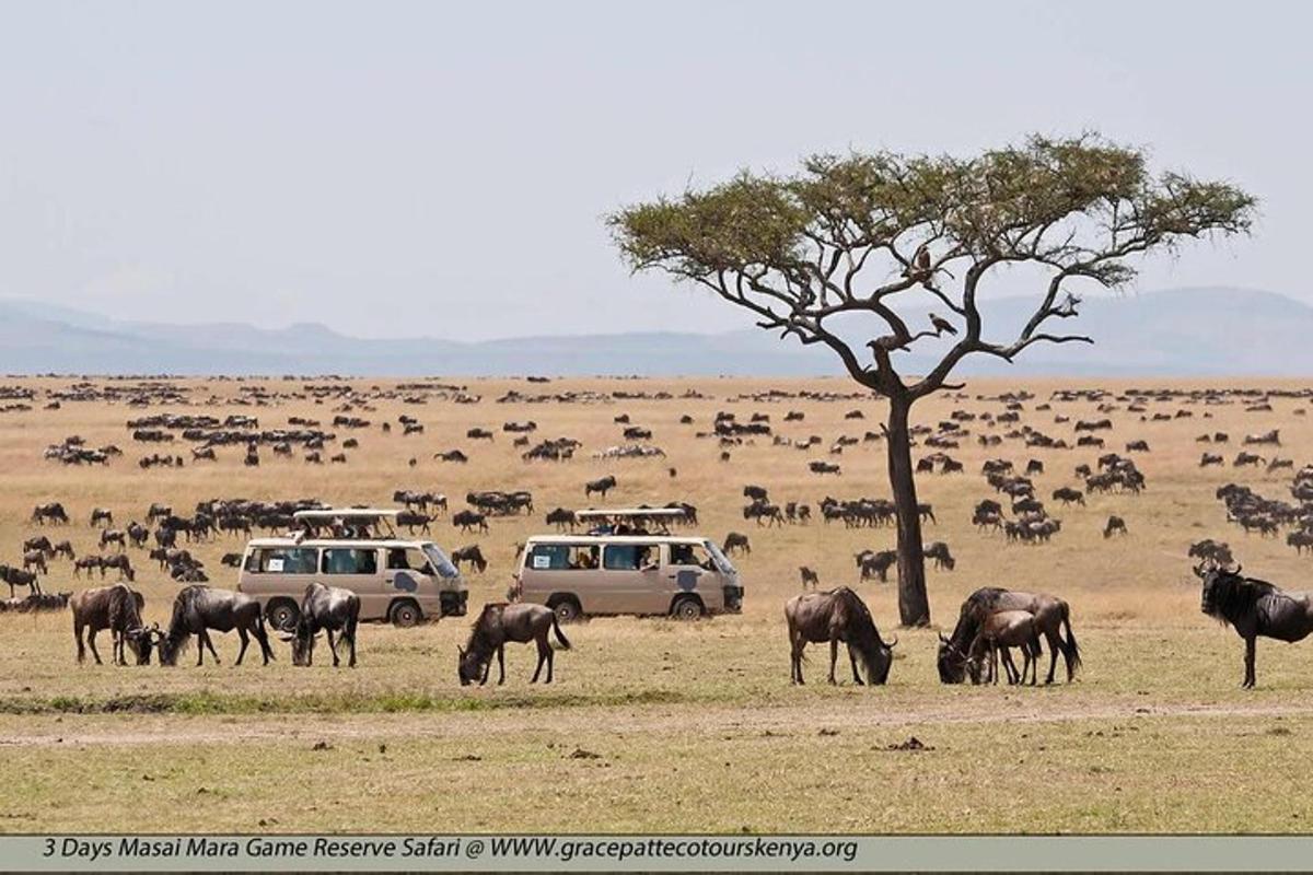 a herd of wild animals grazing in a field with cars