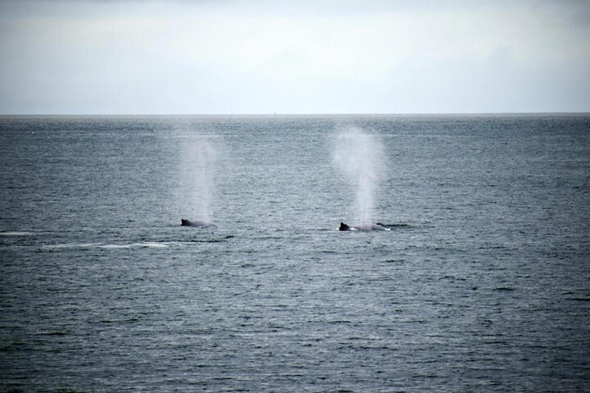 dos dofins nedant a l'aigua de l'oceà