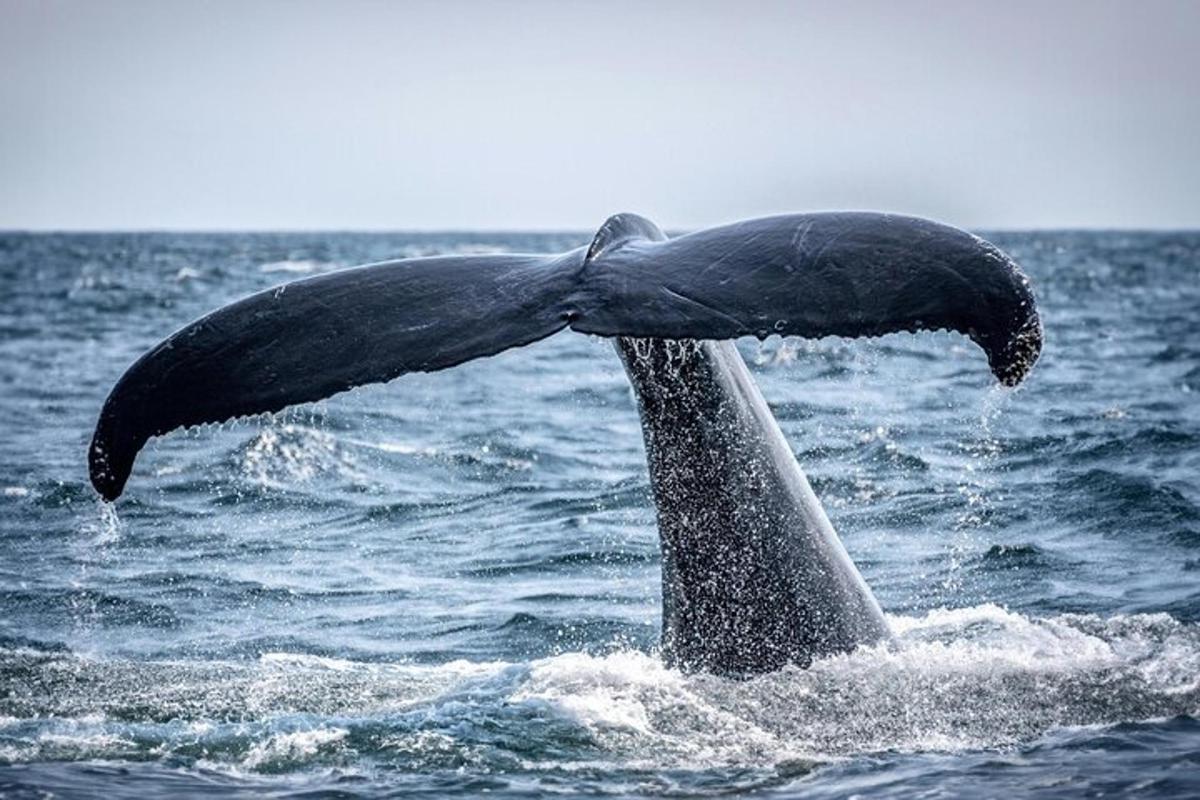 una cua de balena a l'aigua
