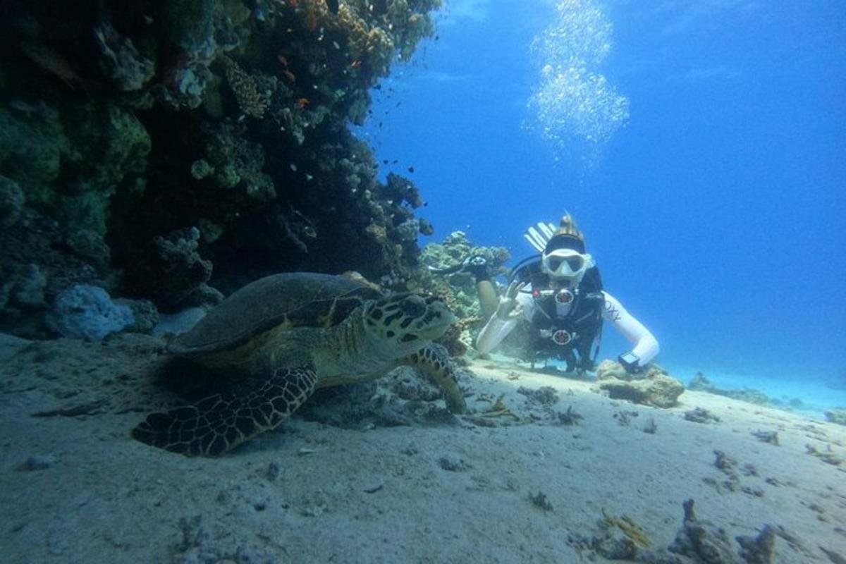 osoba v oceánu vedle želvy