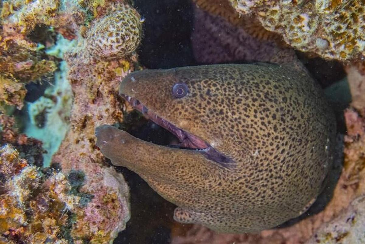 isang isda na lumalangoy sa karagatan sa tabi ng isang bahura