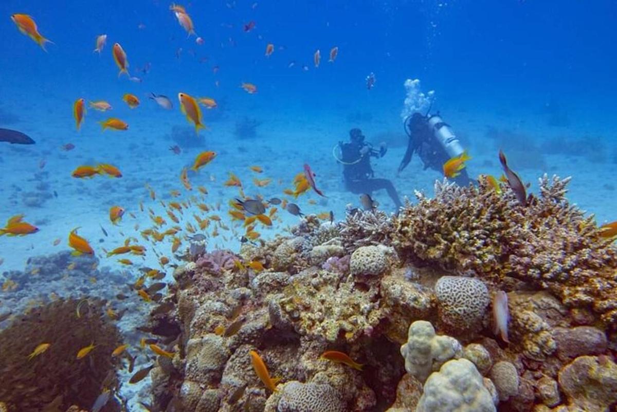 uma pessoa nadando sobre um recife de coral com peixes