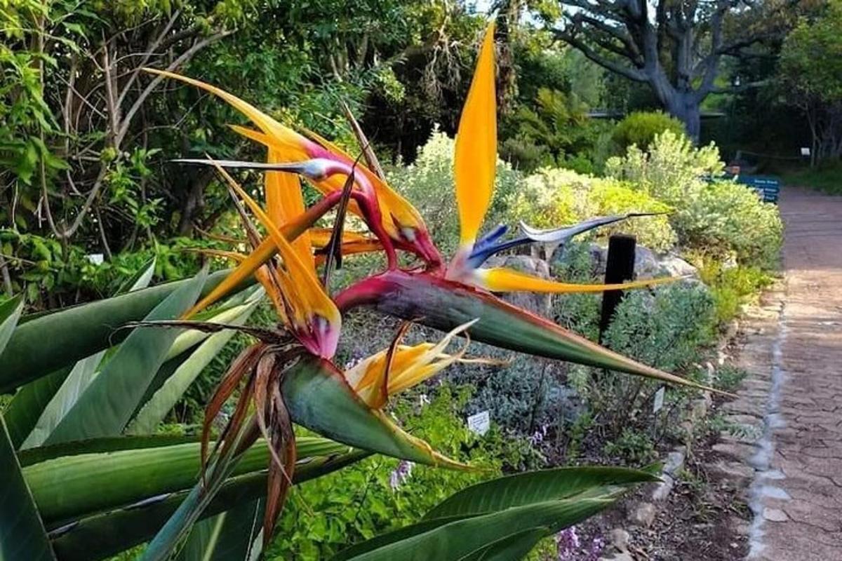 un fiore giallo e arancione in un giardino