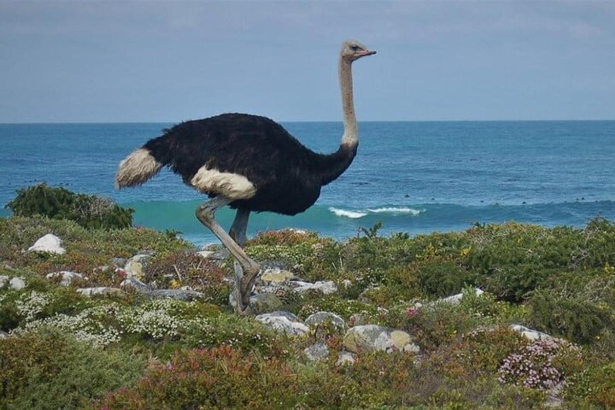 um avestruz caminhando nas rochas perto do oceano