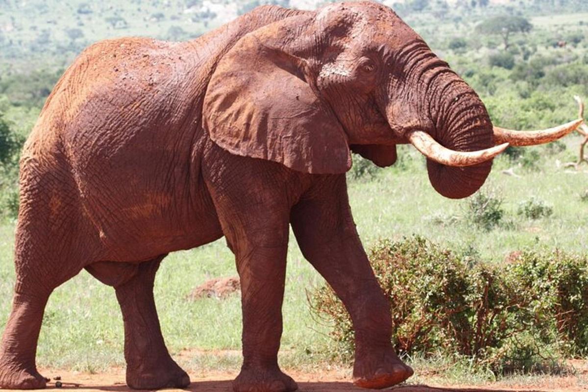 un elefante che cammina lungo una strada sterrata