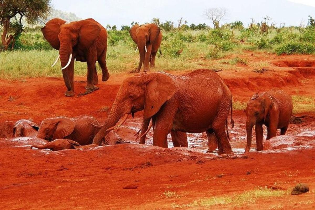 una mandria di elefanti in piedi su un campo sterrato