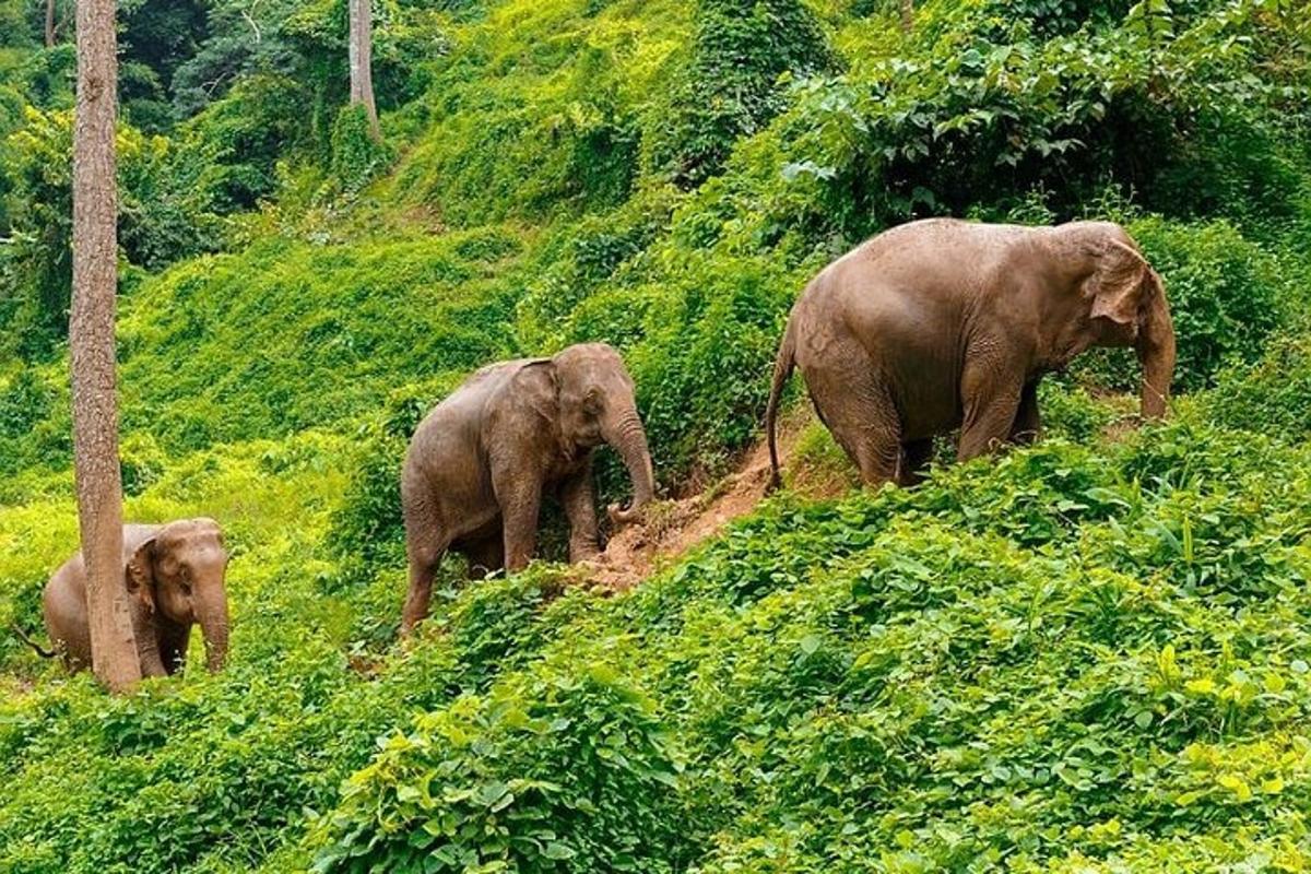 sekumpulan gajah berjalan mendaki bukit