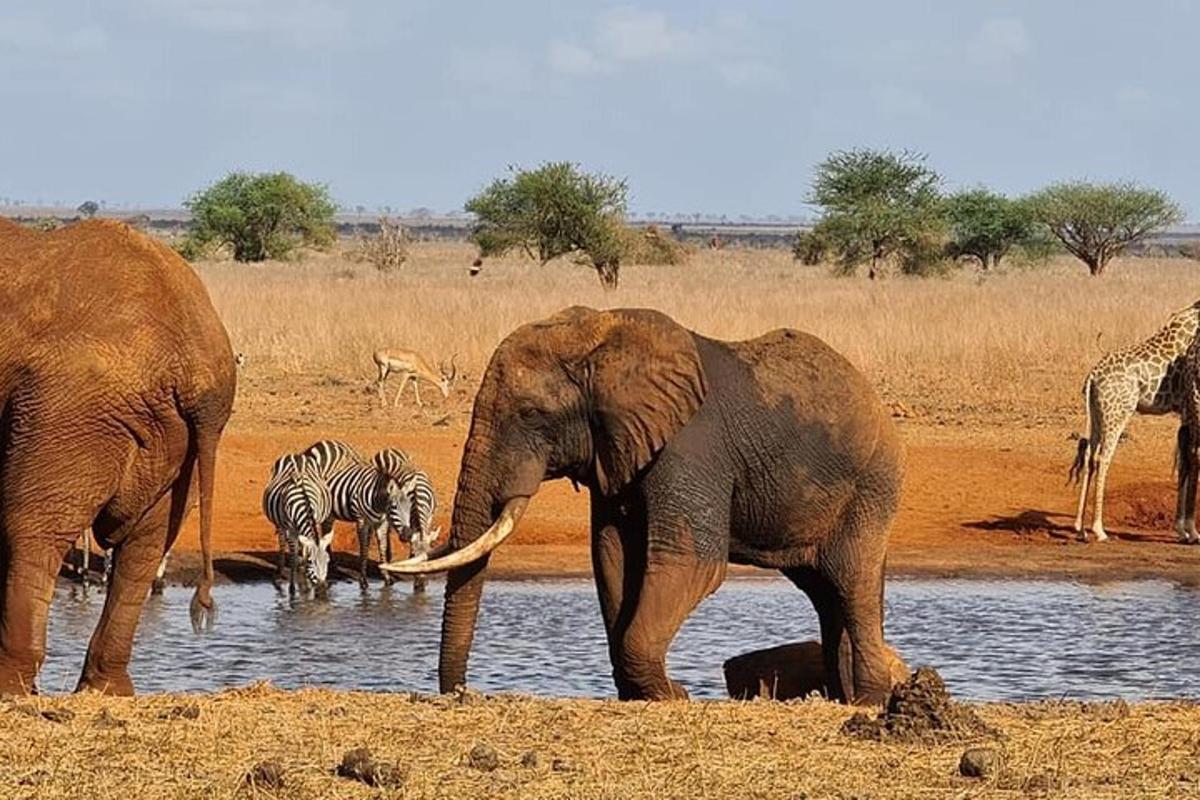 Un elefante y cebras de pie en un abrevadero