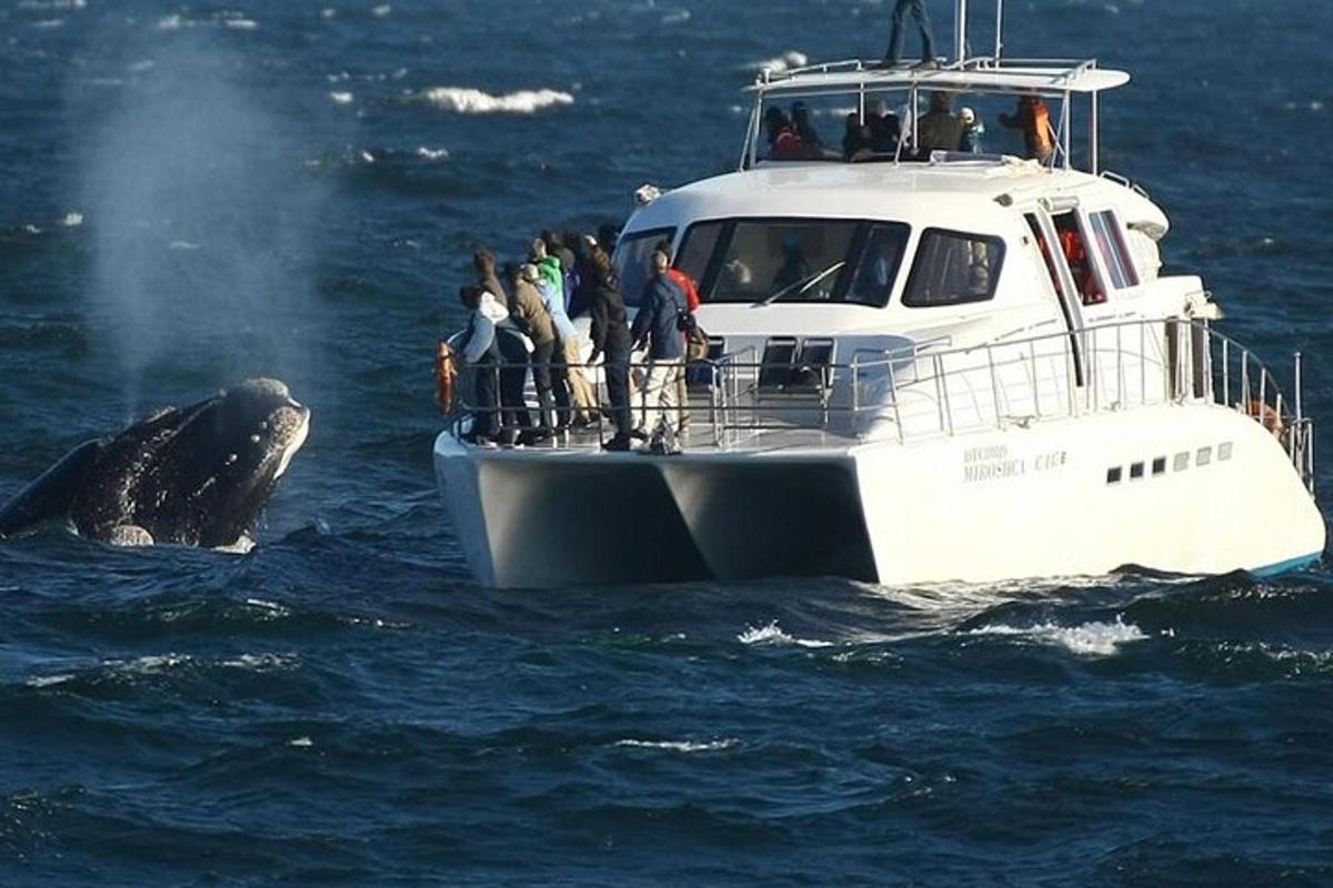 una ballena en el agua junto a un barco