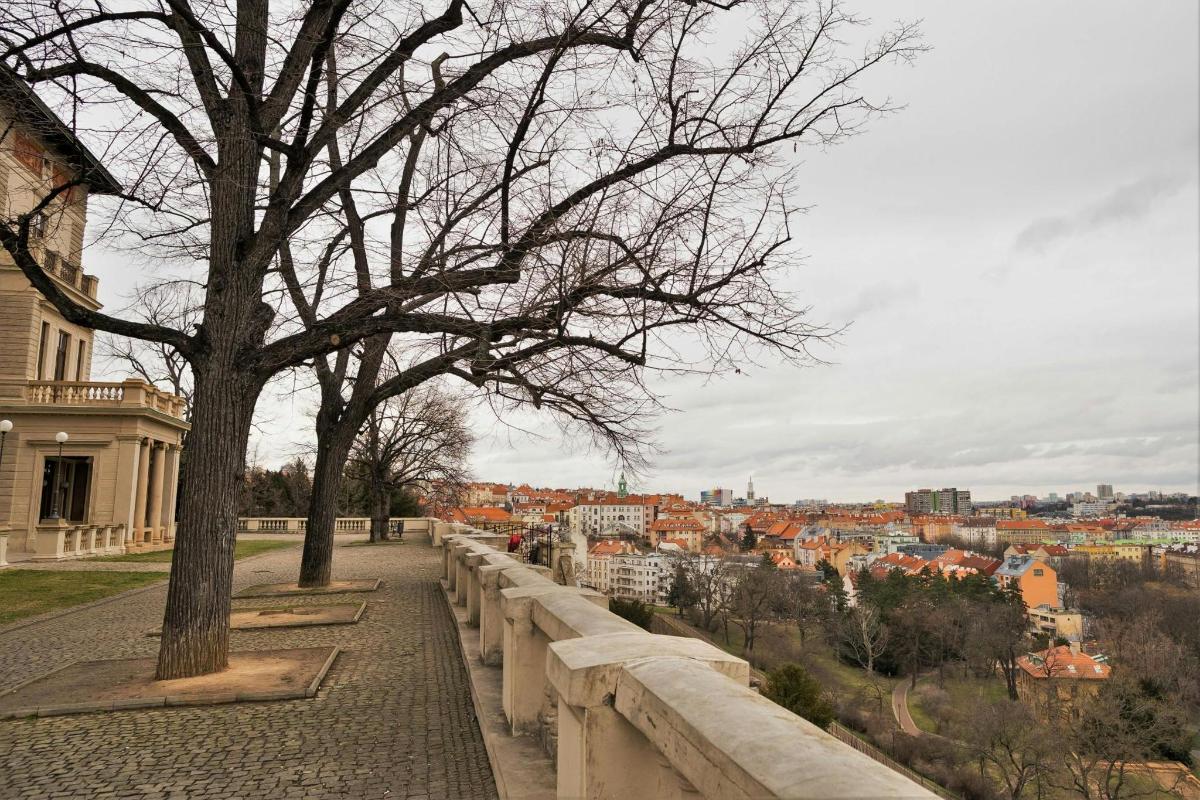 strom na zdi s výhledem na město
