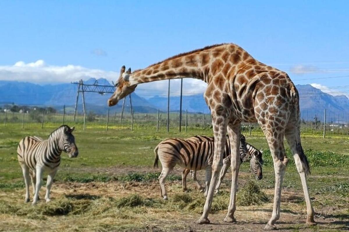 una jirafa y dos cebras en un campo