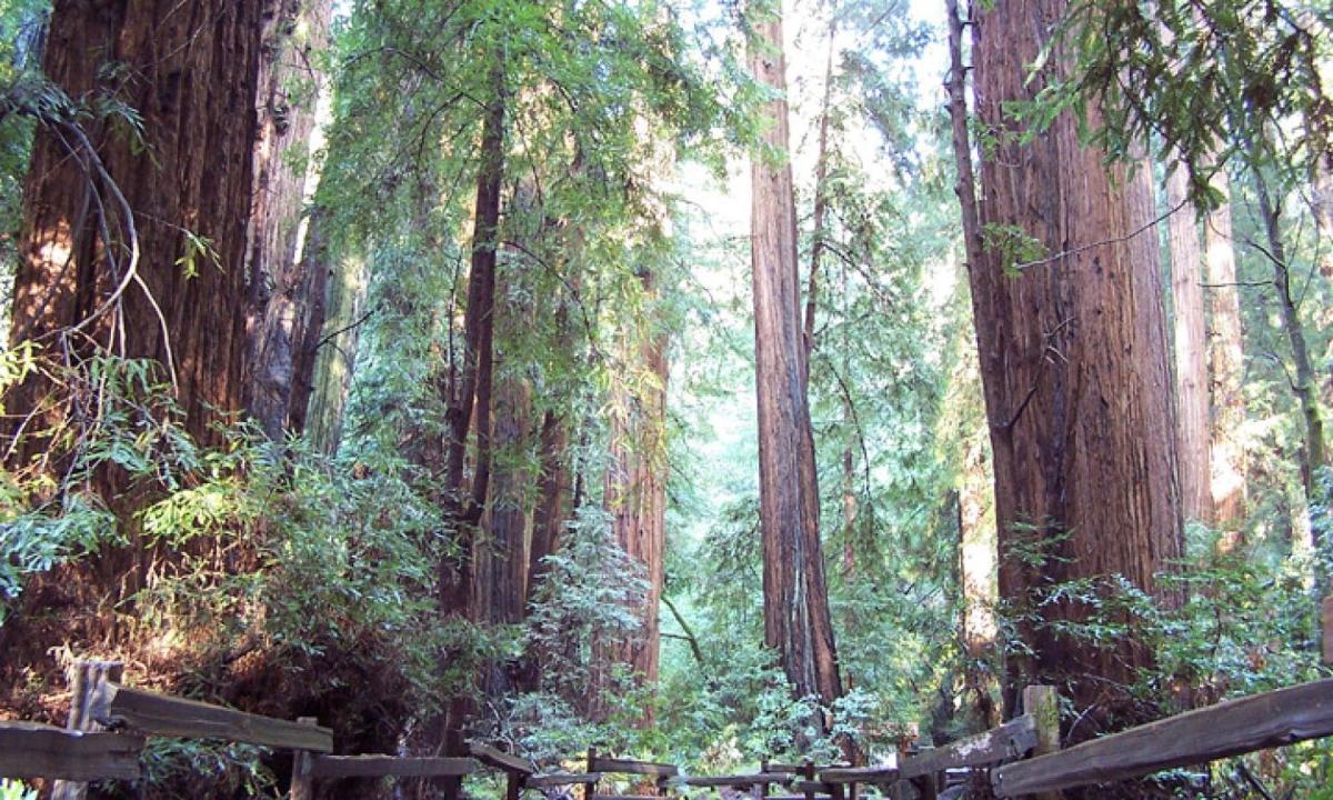una foresta di sequoie con una recinzione di legno
