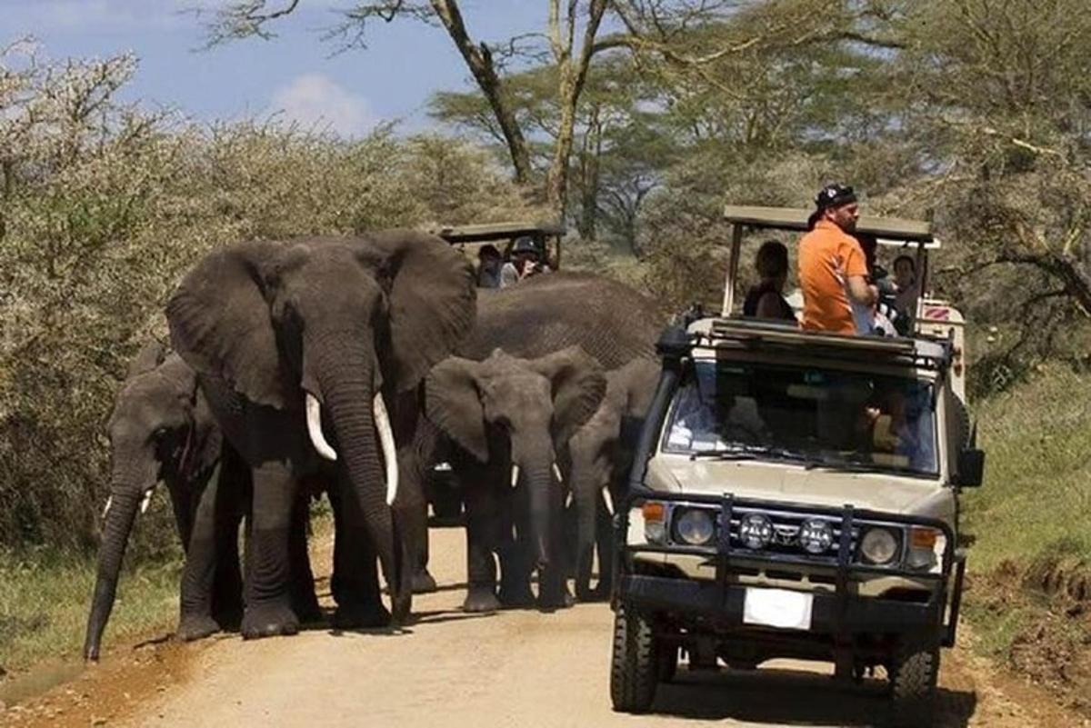 Un grupo de elefantes caminando por un camino de tierra