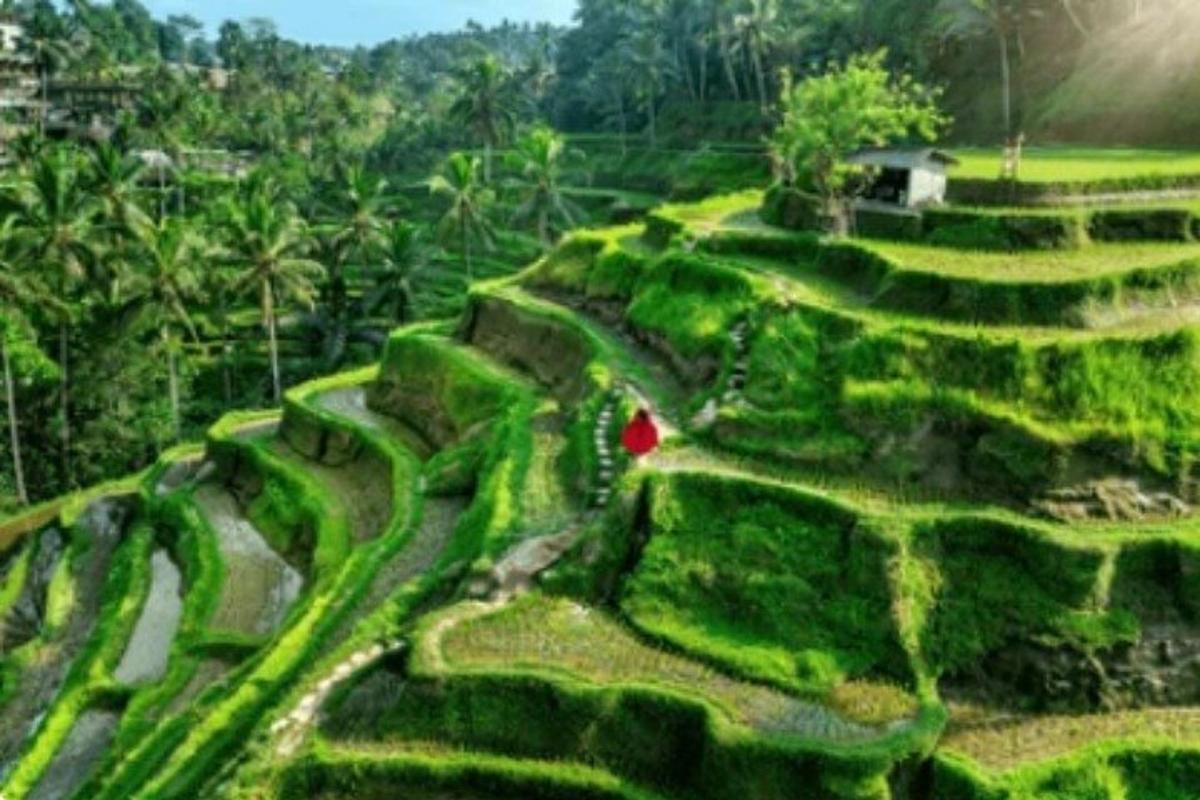 一片草地，中间有一个人