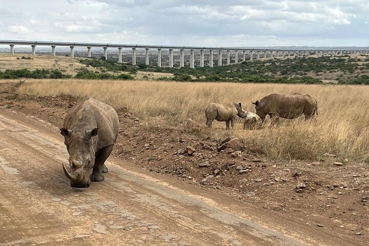un grup d'elefants caminant per un camí de terra