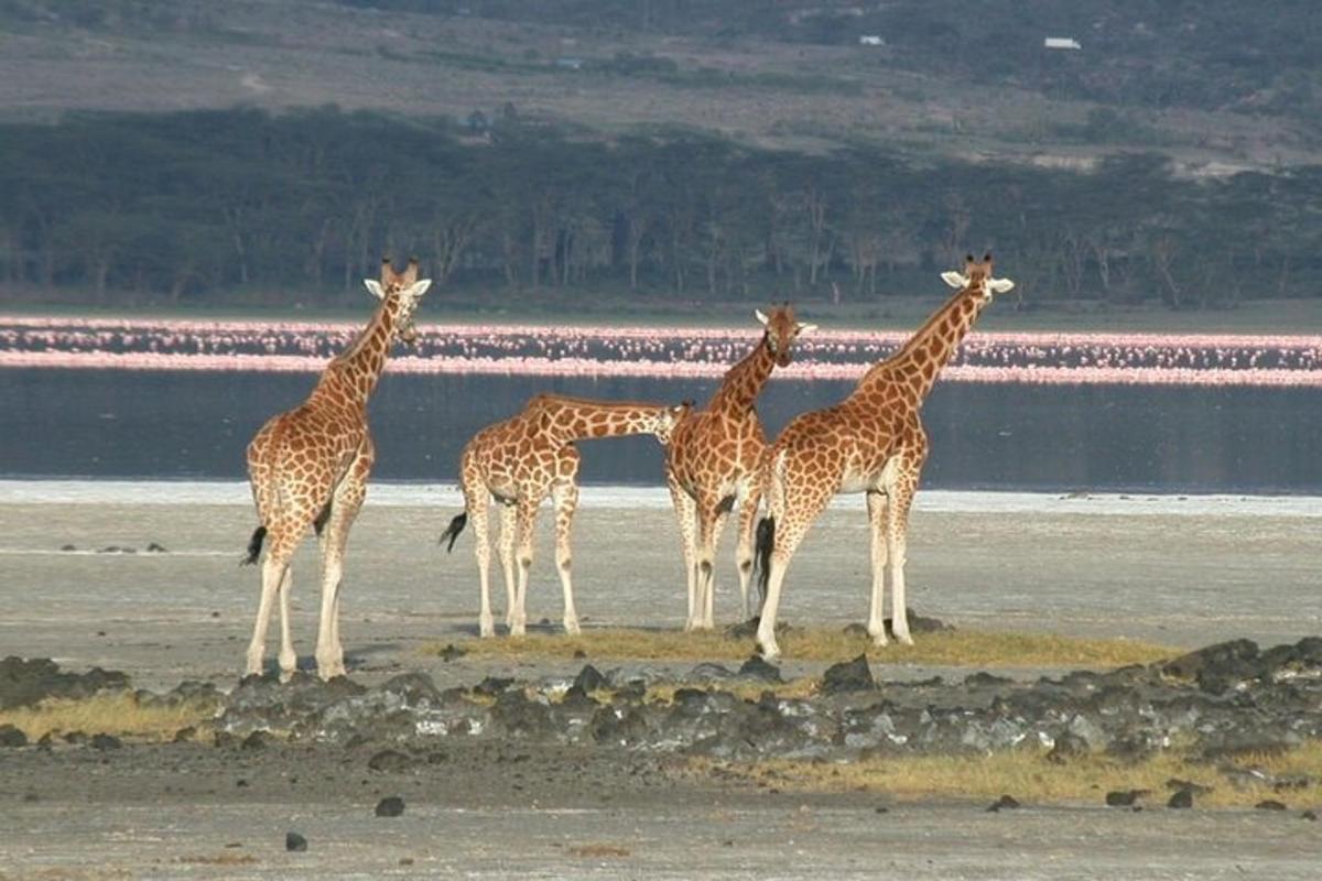 a group of giraffes standing on a beach