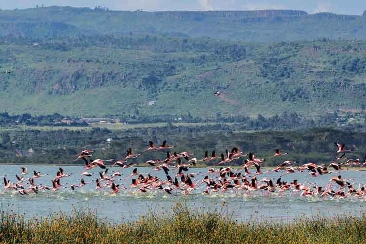 uno stormo di uccelli che sorvola uno specchio d'acqua