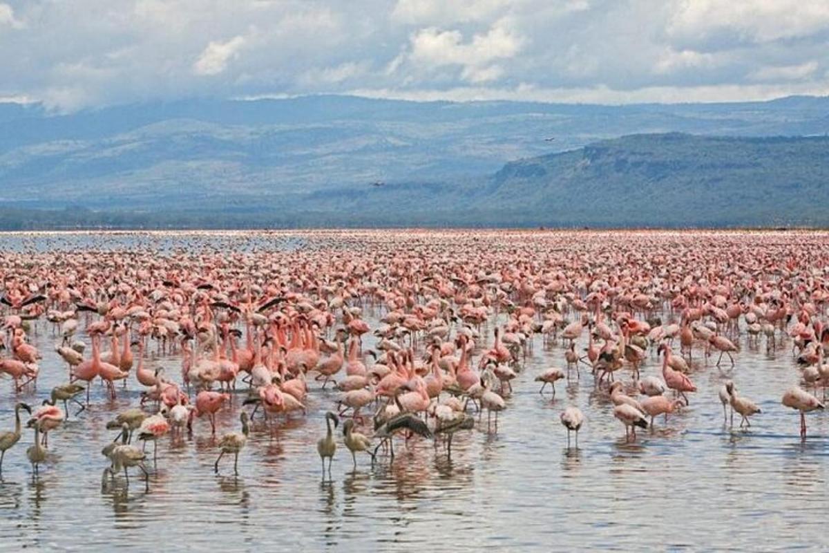 a large flock of flamingos standing in the water