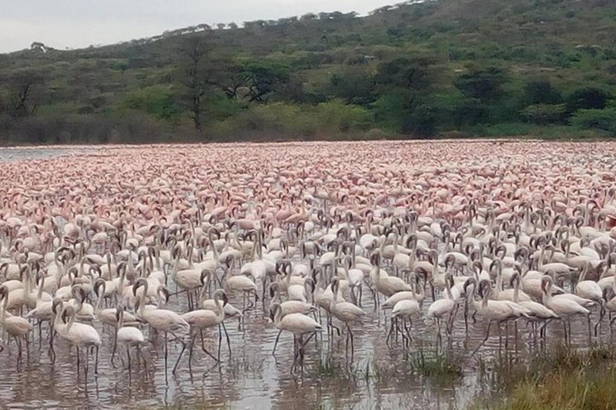 un grande stormo di fenicotteri in piedi nell'acqua