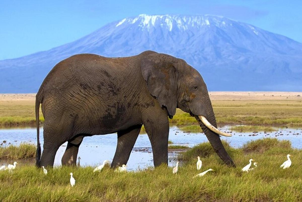 un elefant stând într-un câmp cu un munte în fundal