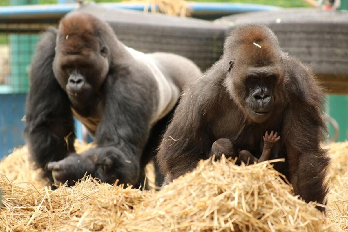 two monkeys sitting on hay in a pile of hay
