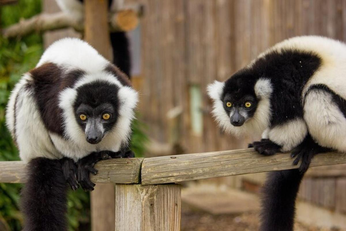 two black and white le monkeys sitting on a fence
