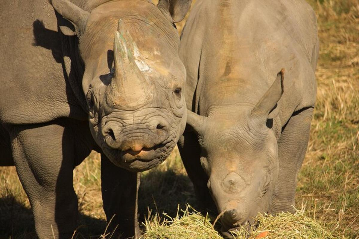 two rhinos standing next to each other in a field