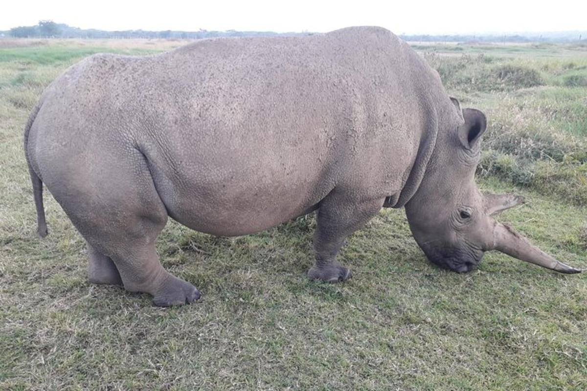ein großes Nashorn, das auf einer Grasfläche steht