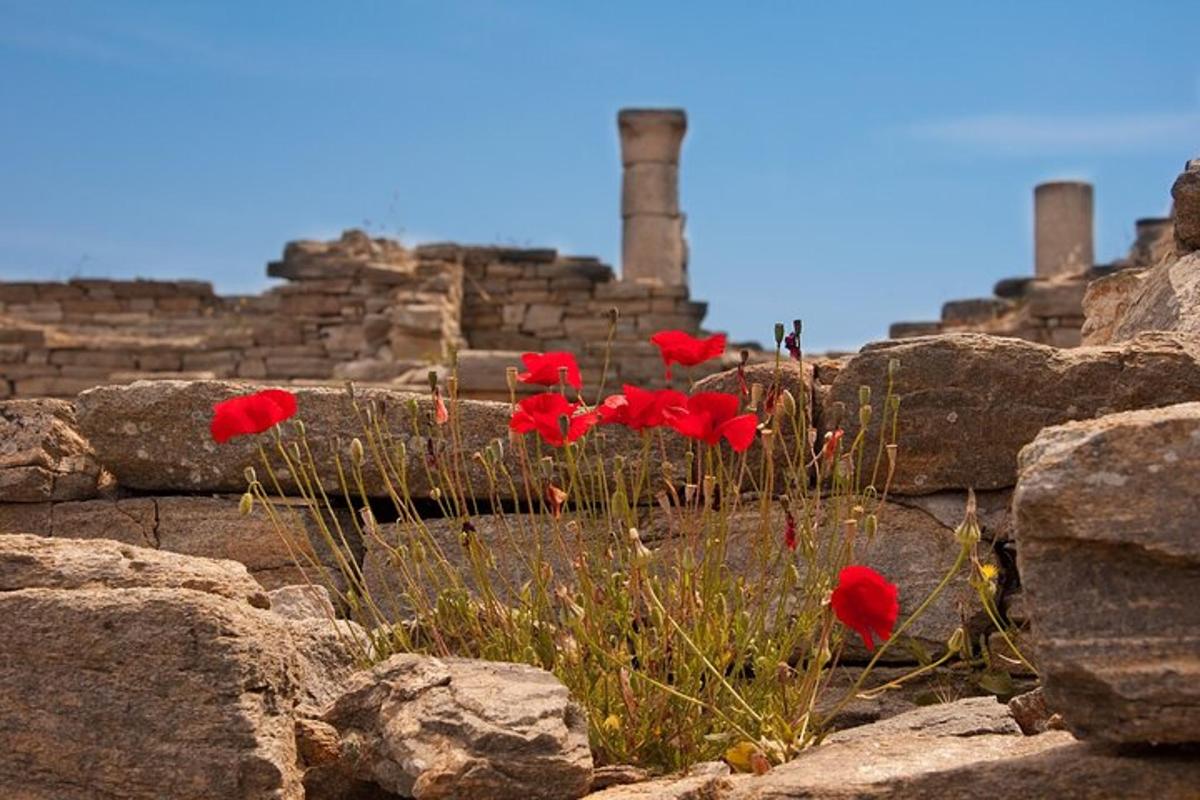 un ram de roselles vermelles en un camp de roques